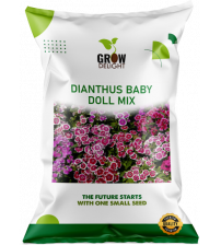 Grow Delight Imported Dianthus Baby Doll Mix 100 Seeds Grow Delight Imported Dianthus Baby Doll Mix 100 Seeds